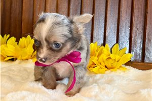 Cadey - Chihuahua for sale