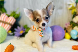 Creed - Chihuahua for sale