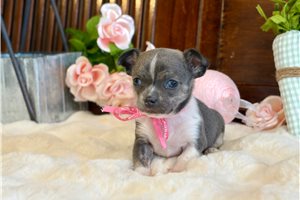 Nichole - puppy for sale