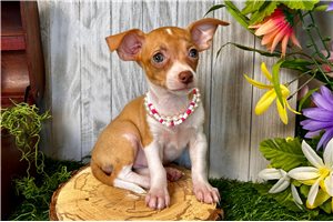 Jolie - Chihuahua for sale