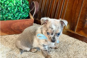 Dandy - Chihuahua for sale