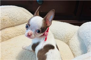 Wiggles - Chihuahua for sale