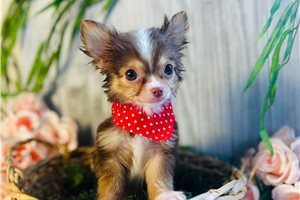 Duncan - Chihuahua for sale