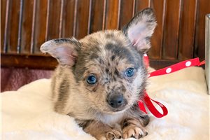 Nigel - puppy for sale