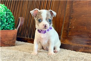Darcy - puppy for sale