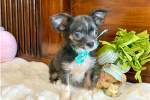 Mana - Chihuahua for sale