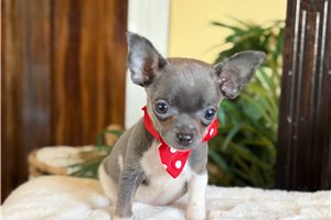 Zeke - Chihuahua for sale
