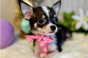 Hallie - puppy for sale