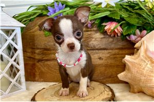 Liv - Chihuahua for sale