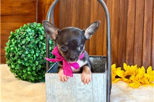 Calista - puppy for sale