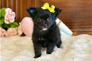 Maisie - Chihuahua for sale