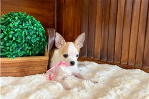 Stacy - Chihuahua for sale
