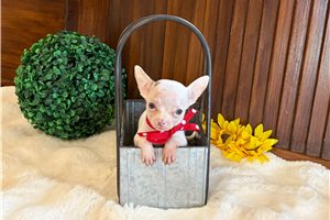 Cadence - Chihuahua for sale