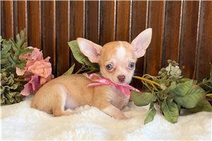 Yoko - Chihuahua for sale