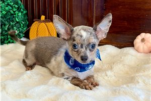 Dandy, a Chihuahua puppy