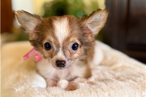 Keely - Chihuahua for sale