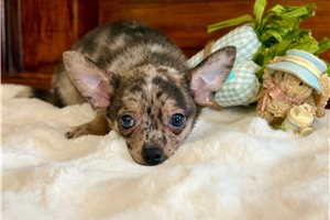 Nigel - Chihuahua for sale