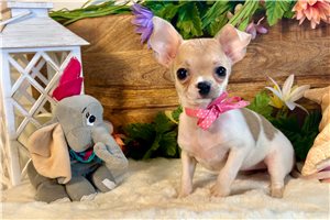 Valley - Chihuahua for sale
