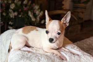 Stacy - Chihuahua for sale