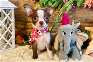 Liv - Chihuahua for sale