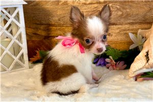 Shayla - Chihuahua for sale