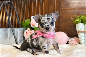 Nessie - Chihuahua for sale