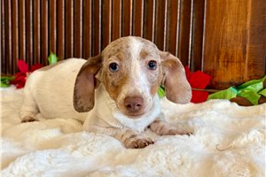 Sawyer - Dachshund, Mini for sale