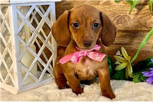 Sweet Pea - puppy for sale