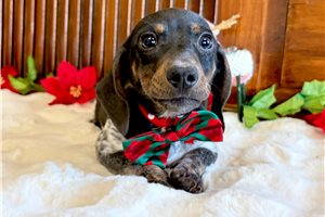 Goose - Dachshund, Mini for sale