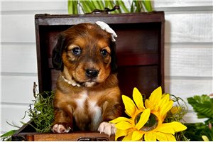 Kiwi - puppy for sale
