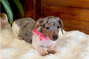 Frida - puppy for sale