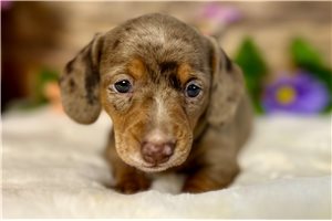 Popsicle - Dachshund, Mini for sale