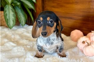 Jasper - puppy for sale