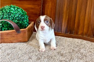 Sherlock - Dachshund, Tweenie for sale