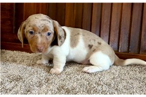 Sooner - puppy for sale