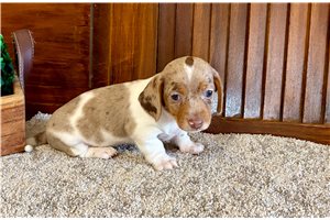 Slade - puppy for sale