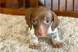 Sullivan - puppy for sale