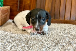 Sugar - puppy for sale