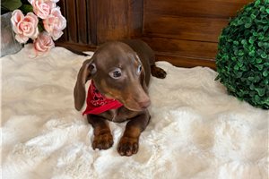 Omar - Dachshund, Smooth for sale