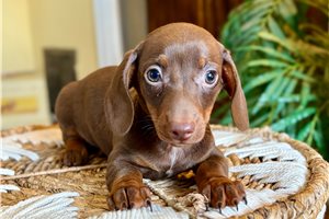 Omar - Dachshund, Smooth for sale