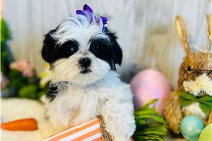 Rose - puppy for sale