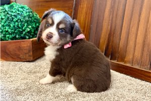 Margot - Miniature Australian Shepherd for sale