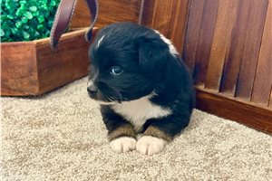 Maguire - Miniature Australian Shepherd for sale