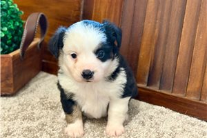 Margie - puppy for sale