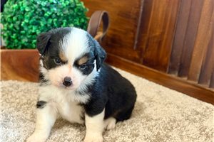 Makai - Miniature Australian Shepherd for sale