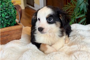 Margie - puppy for sale