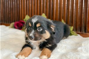 Mila - Miniature Australian Shepherd for sale