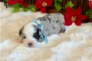 Malory - Miniature Australian Shepherd for sale