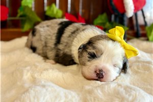 Katniss - Miniature Australian Shepherd for sale