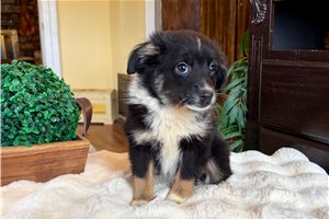Maguire - puppy for sale